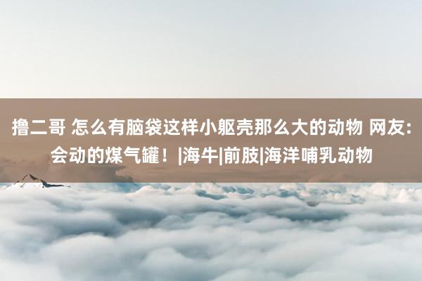 撸二哥 怎么有脑袋这样小躯壳那么大的动物 网友:会动的煤气罐！|海牛|前肢|海洋哺乳动物